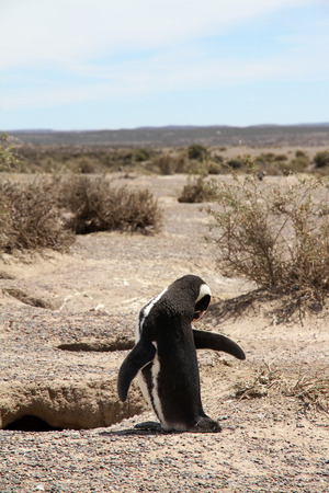 Lonely Magellanic penguin near a nest  Patagonia Wild nature  の写真素材