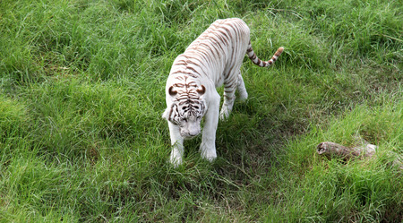 Unique white Bengalese tiger  Ecological Biopark 