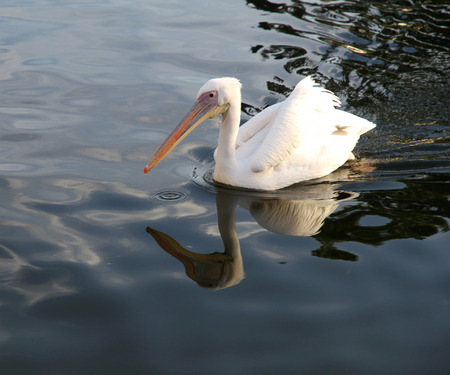 White pelican with reflection in the blue lake の写真素材