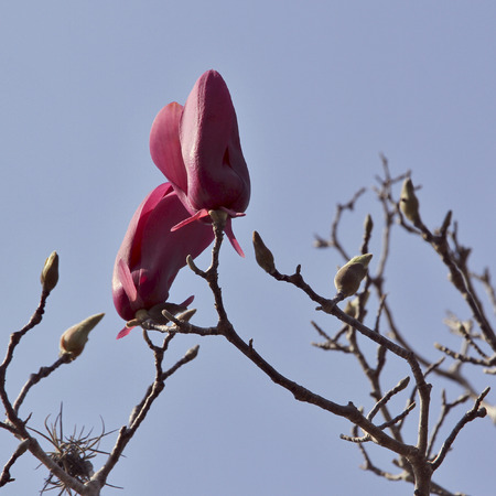 Magnolias couple of buds. Spring blossom.の写真素材