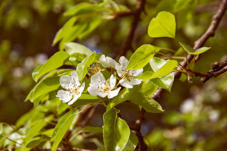 Pears the tree blossoms in a spring garden.の写真素材