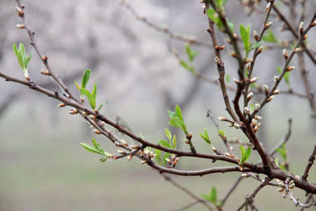 Almonds green young leaves. Spring awakening.