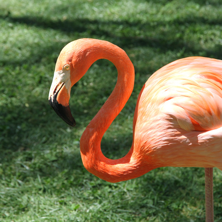 Flamingo bird portrait.の写真素材