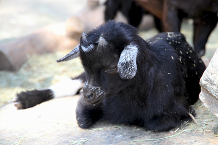 Little baby kid on a farm.の写真素材