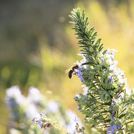 Working bee on lavender flowers. Spring in bloom.