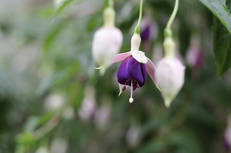 Fuchsia Magellanic in an ornamental garden.の写真素材