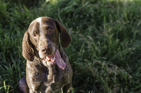Gundog Retriever His tongue sticking out over fresh glass.の写真素材