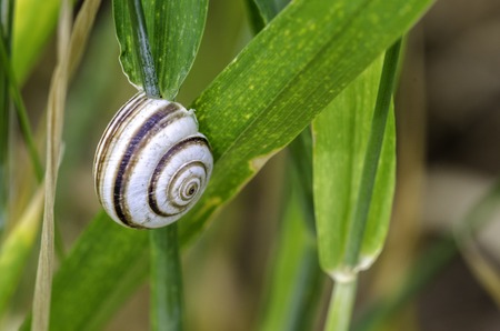 Snail on the stalk of green wheat.の写真素材