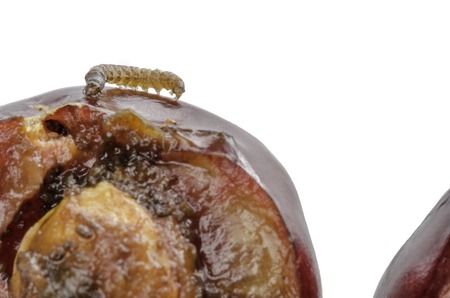 A white worm in a red cherry in summer