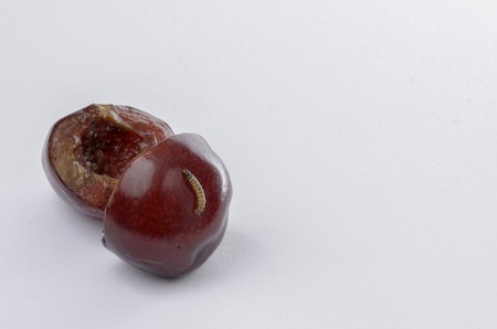 Worm on a red cherry, macro.の写真素材