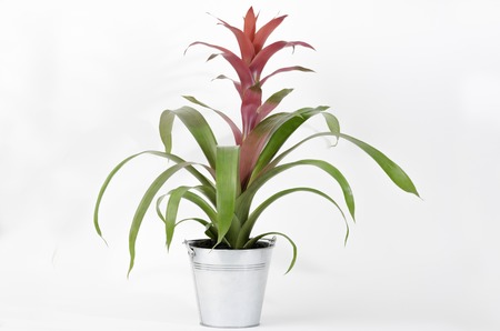 A red flower Bromeliaceae Guzmania with stainless steel flower pot.の写真素材