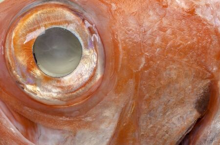A red fish eye close up.の写真素材