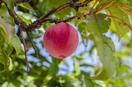Plum tree with delicious big red plums.の写真素材