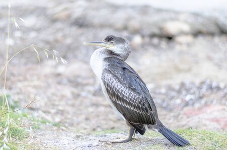Balearic shearwater, bird, Puffinus mauretanicus, autochthonous.の写真素材