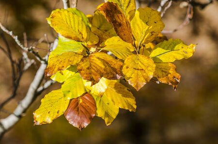 Leaf of beech on an autumn.の写真素材
