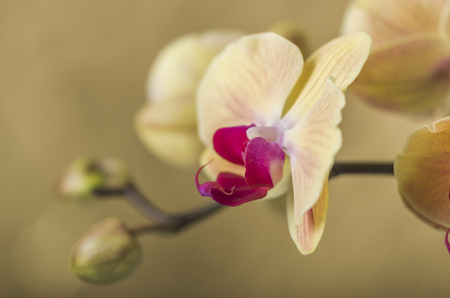 Detail of yellow Orchid flower, closeup.の写真素材