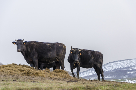 Black cows eating in the meadow. In the background of the mountain moñana Palentina, Spain.の写真素材