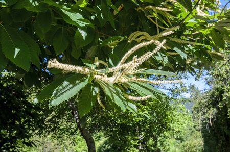 Detail of flower of chestnut tree in summerの写真素材