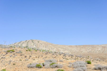 Plantation of medicinal aloe vera plant in the Canary Islands, Spain. Field is artificially irrigated due to the arid climate.の写真素材