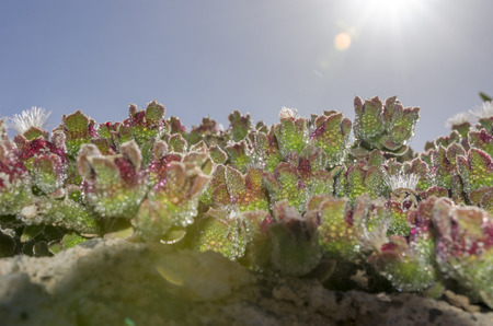 Mesembryanthemum crystallinum in Fuerteventura, Canary Islands, Spainの写真素材