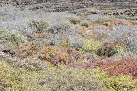 Flora of Lobos Island in Canary Islands, Spain.の写真素材