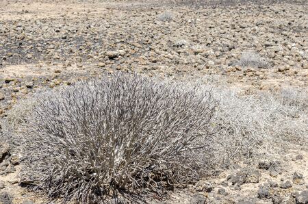 Flora of Lobos Island in Canary Islands, Spain.の写真素材