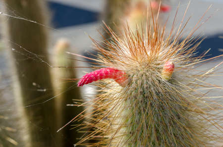Red flowers of cactus on Fuerteventura, Canary Islands, Spain.の写真素材