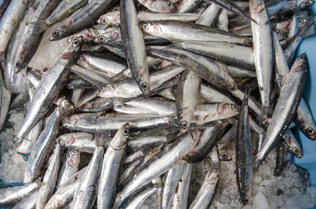 Anchovies on ice at the fish market.の写真素材