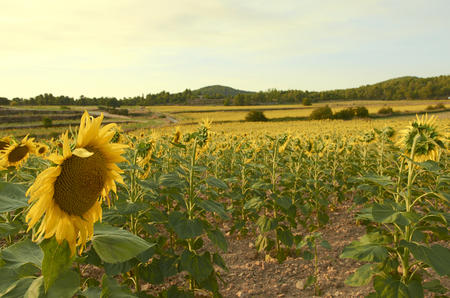 Beautiful rural landscape of sunflower field in sunny summer day.の写真素材