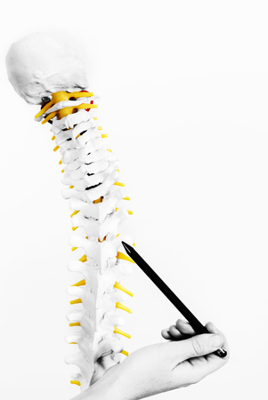 Doctor showing a vertebra in the skeleton. Back pain in silhouette isolated on white background....