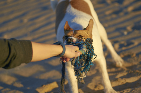 Woman playing with her dogs on a beach.の写真素材