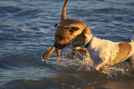 American Staffordshire terrier and Mongrell dog, Podenco, Jack Russel terrier running on a beachの写真素材