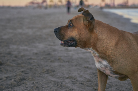 American Staffordshire terrier dog on the beach at sunset.の写真素材