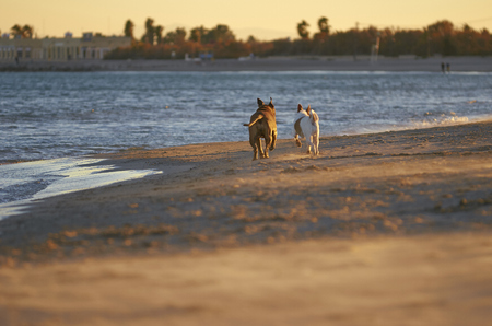 American Staffordshire terrier and Mongrell dog, Podenco, Jack Russel terrier running on a beachの写真素材