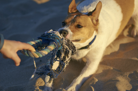 Woman playing with her dogs on a beach.の写真素材