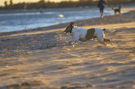 Mongrell dog, Podenco, Jack Russel terrier running on a beach.の写真素材