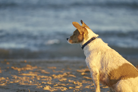 Mongrell dog, Podenco, Jack Russel terrier on a beachの写真素材