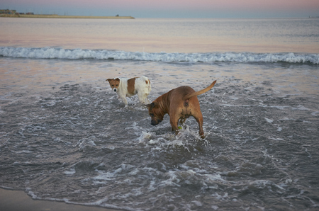 American Staffordshire terrier and Mongrell dog, Podenco, Jack Russel terrier and running on a beach.の写真素材