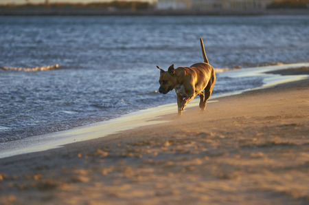 American Staffordshire terrier dog running on the beach at sunsetの写真素材