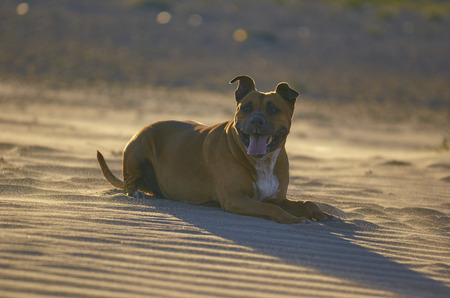 American Staffordshire terrier dog on the beach at sunset.の写真素材