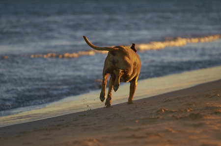 American Staffordshire terrier dog running on the beach at sunsetの写真素材