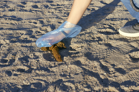 Woman picking up dog poop on the beach.の写真素材