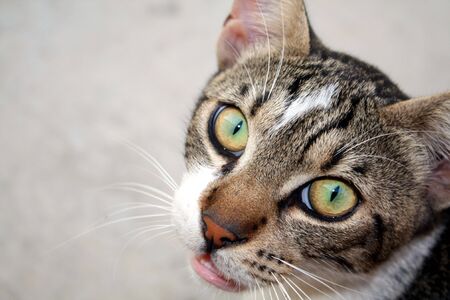 Cat of the street is waiting his food.の写真素材