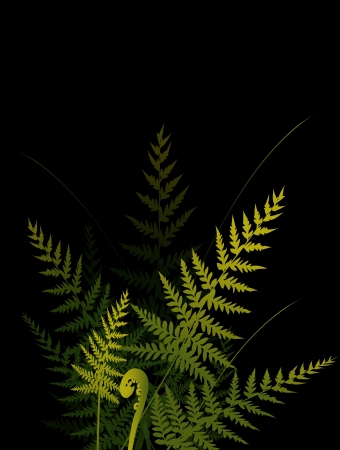 ferns on dark background のイラスト素材