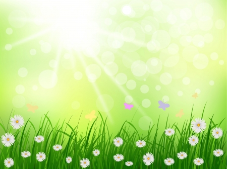 beauty grass and daisy flower with sunny backgroundのイラスト素材