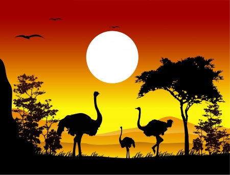 beauty ostrich silhouettes with landscape backgroundのイラスト素材