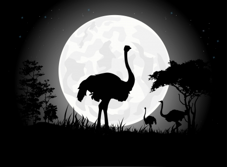 Beautiful Ostrich silhouettes with giant moon backgroundのイラスト素材