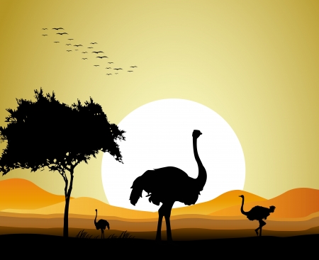 beauty ostrich silhouette with sunset backgroundのイラスト素材