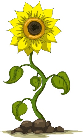 sunflowerのイラスト素材