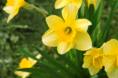 Narcissus flower in garden. Yellow daffodil